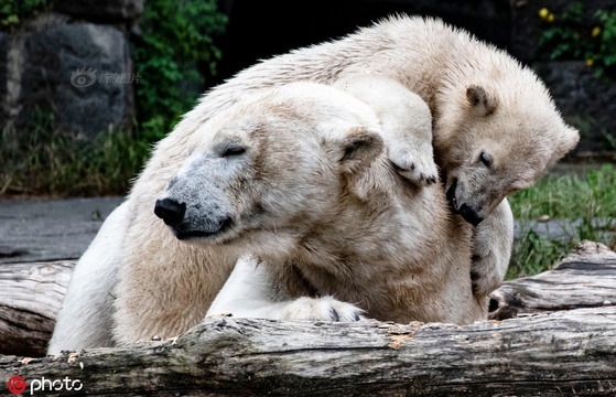 怡然自得!德国动物园内的一对北极熊母女自在玩耍尽显萌态 第1页