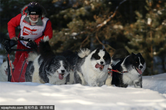 俄罗斯举行圣诞狗雪橇比赛 第1页