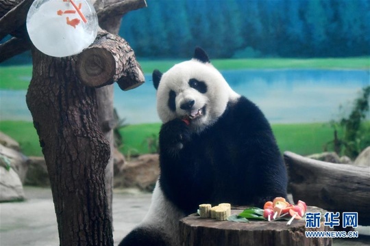 大熊猫吃“月饼”过中秋 第1页