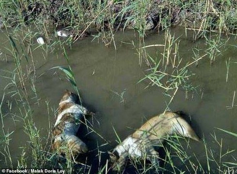 埃及政府下令捕杀流浪狗 食物被下毒死后尸体被人扔河里 第1页