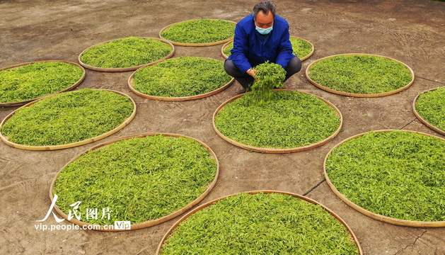 江西泰和:春茶开采 茶园飘香(2) 第2页