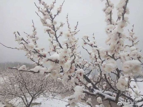 春花伴雪 香山桃花银装素裹(4) 第4页