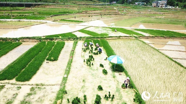 广西巴马:农忙插秧忙,田园好风光 第1页