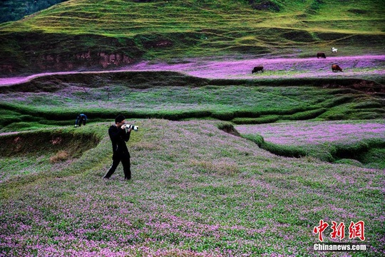 湖北恩施湿地花海美景:万绿丛中万点红(4) 第4页