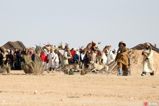 突尼斯国际撒哈拉节 赛马斗骆驼好不热闹(9) 第9页