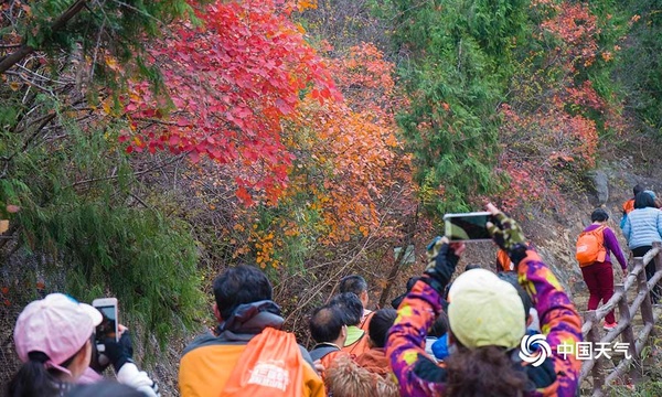 重庆奉节瞿塘:冬日游三峡 红叶醉满城(3) 第3页