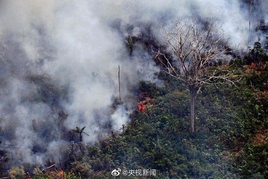 揪心!亚马孙雨林着火点超7万处 第1页