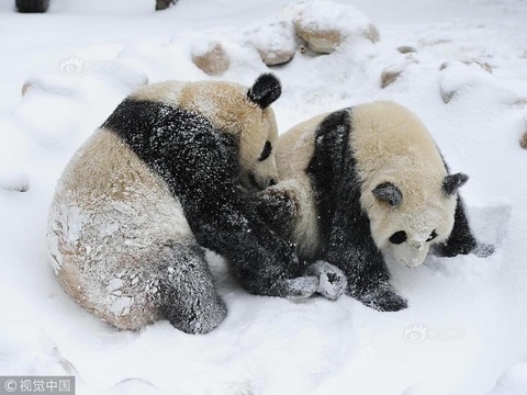 长春迎降雪 熊猫姐妹花雪中撒欢 第1页