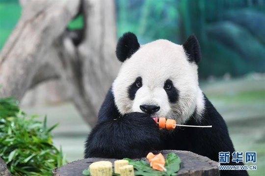 大熊猫吃“月饼”过中秋(6) 第6页