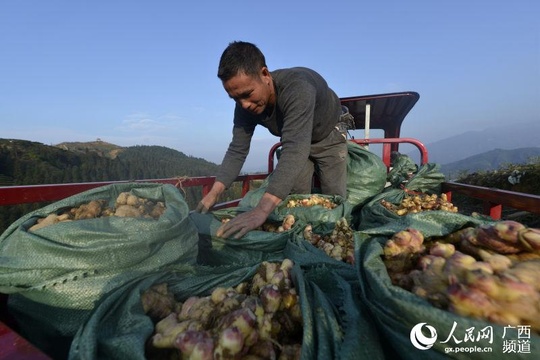 广西三江:油茶基地套种生姜喜获丰收(3) 第3页