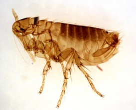世界上最毒的十大昆虫 夺人性命只需几秒钟