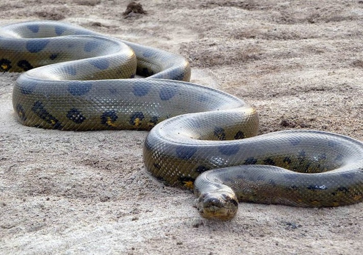 中国蟒蛇种类图片