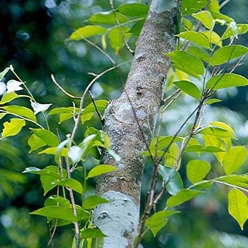 世界上最具贵族气派的树是什么?