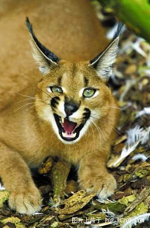 世界上最大的猫有多大?