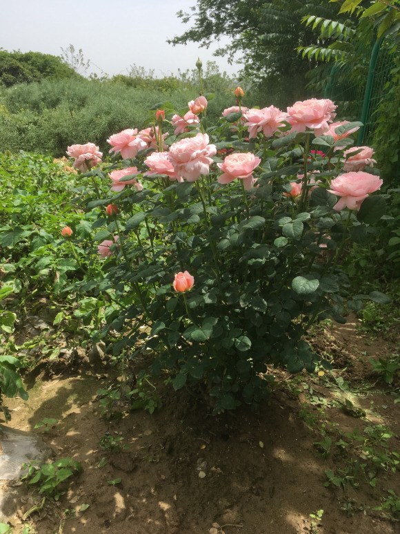 伊芙月季确实大花浓香,然而抗性耐晒耐热耐雨都极差