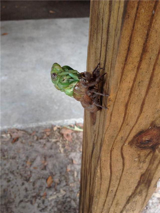 罕见实拍金蝉脱壳全过程,翠绿色的蝉美呆了!
