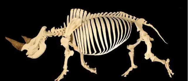 如何用食肉甲虫制作骨架标本(图片高能,胆小慎入!