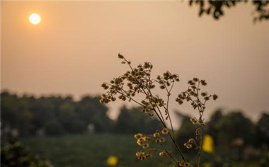 工地项目部工作证明参考范本