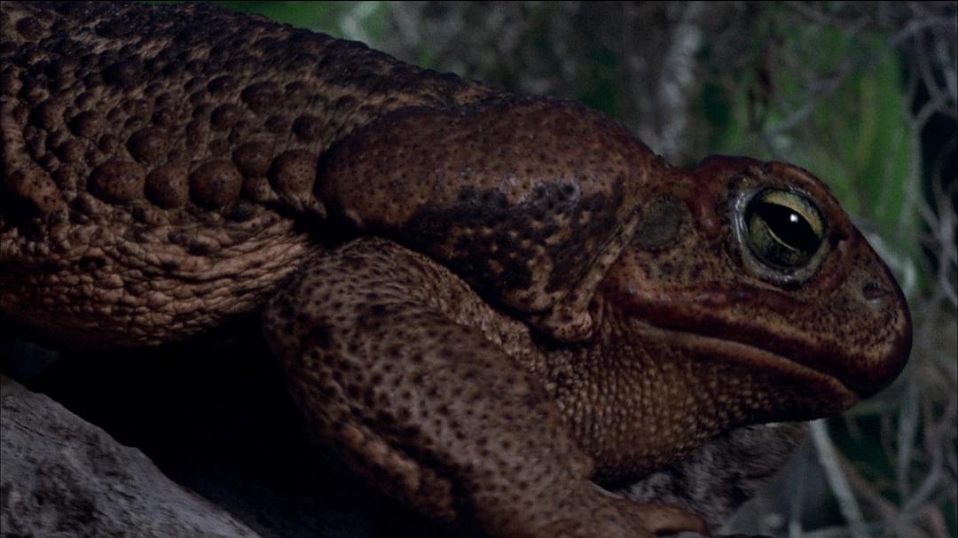 《猛鼠食人城(1976)》-高清电影-在线观看