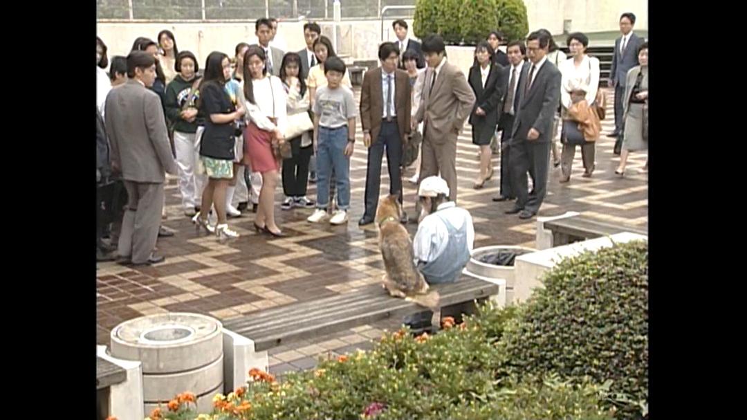 电视剧《没有家的女孩》全集BD高清版片源,可