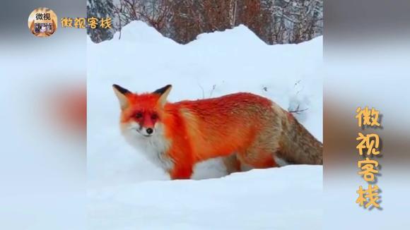 红色的狐狸真实图片