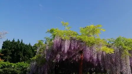 《紫藤花园》全集