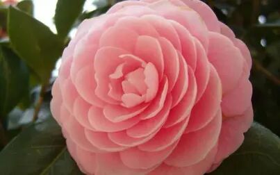 山茶花英文 搜狗搜索