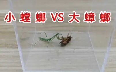 鹰爪螳螂香港电影图片