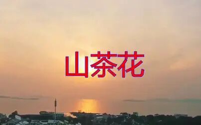 山茶花英文 搜狗搜索