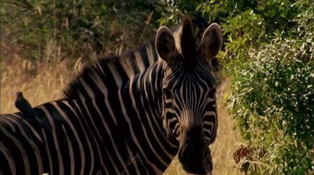植食动物和草食动物 搜狗搜索