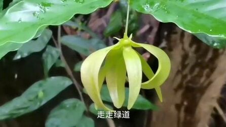 Mums到底是什么花 搜狗搜索