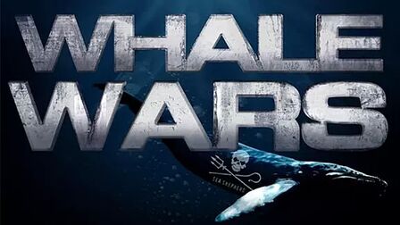 护鲸大战战斗伤痕