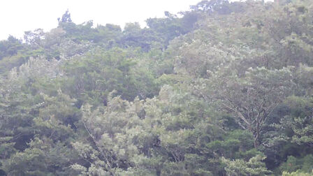 箱根山 高清电影 完整版在线观看