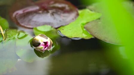 日莲擎天大法师