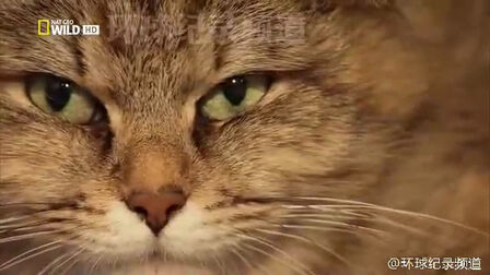 猫咪的秘密生活 全集 电视剧 免费在线观看