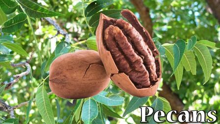 核桃英文怎么念 搜狗搜索