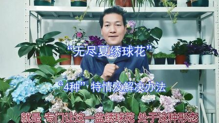 无尽夏花苗的种植方法 搜狗搜索