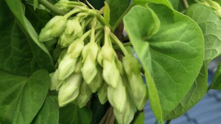 夜香花的食用禁忌 搜狗搜索