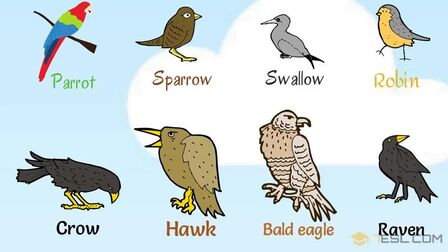 动物英文名100个大全 搜狗搜索