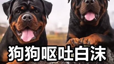 狗狗吐大量透明粘液 搜狗搜索