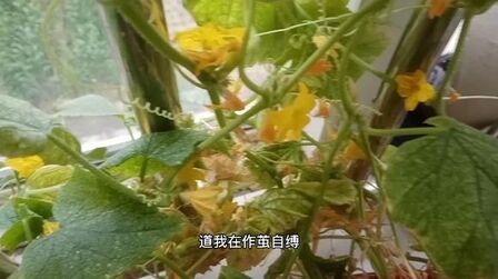 为什么叫瓜花 搜狗搜索