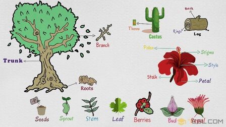 植物各部分的英文单词 搜狗搜索