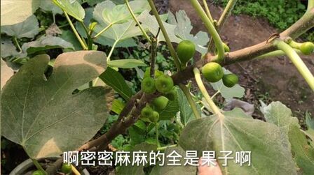 无花果的英文名 搜狗搜索