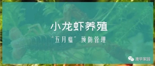 小龙虾养殖——“五月瘟”预防管理篇