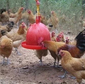 鸡饲料搅拌方法有那些讲究？