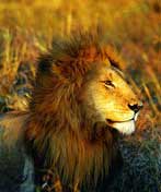 探秘非洲狮剧照