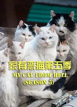 家有恶猫第五季剧照