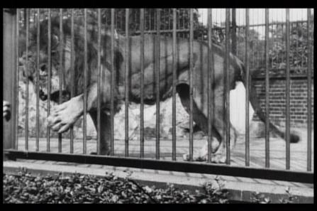 伦敦动物园的狮子