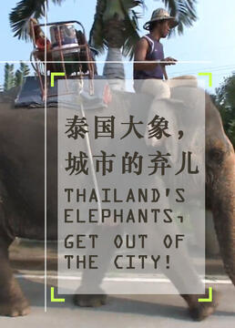 泰国大象城市的弃儿剧照