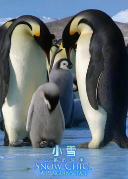 雪宝一个小企鹅的故事